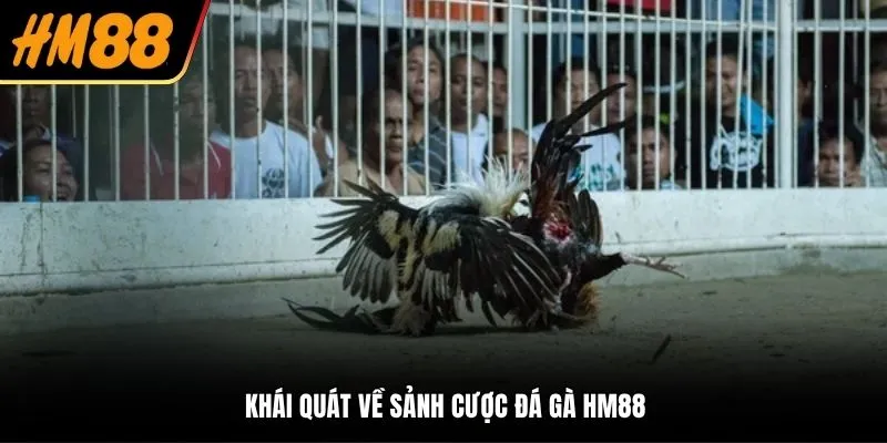 Khái quát về sảnh cược đá gà HM88